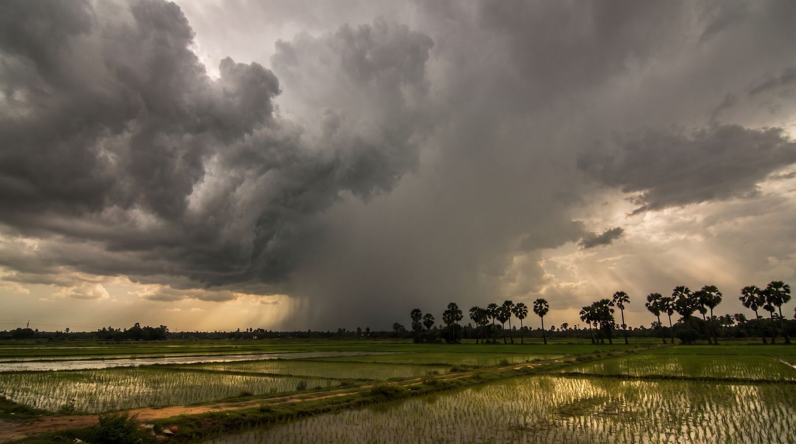 Monsoon clouds building over flat green farmland